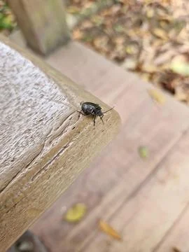 Bed bug in the garden Foto stock