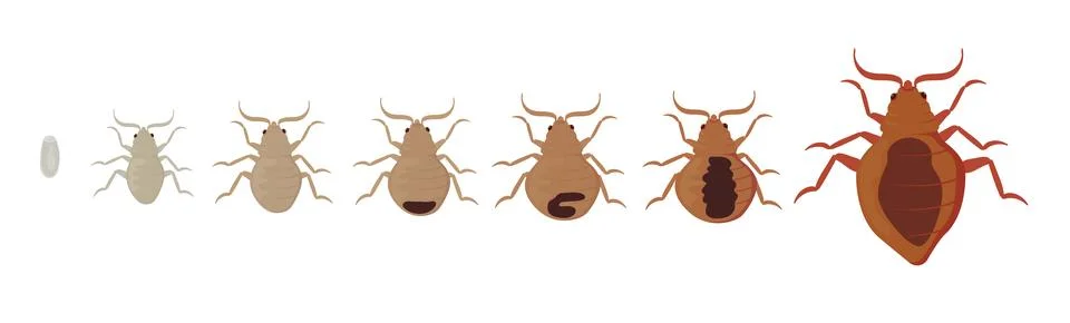 Bed Bug Growth Stages from Egg to Adult Insect イラスト素材