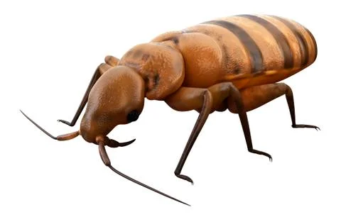 Bed bug Stock Illustration