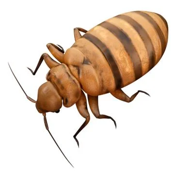 Bed bug Stock Illustration
