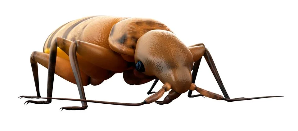 Bed bug Stock Illustration
