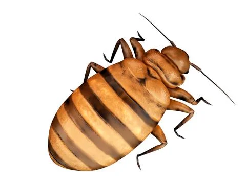 Bed bug Stock Illustration