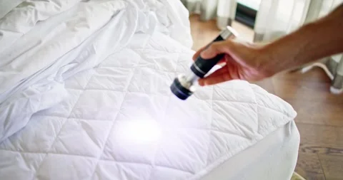 Bed Bug Infestation And Treatment Service Stock Footage 242773334