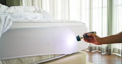 Bed Bug Infestation And Treatment Service Stock Footage 242773395