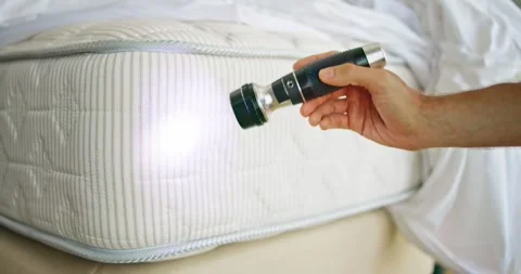 Bed Bug Infestation And Treatment Service Stock Footage 242773560