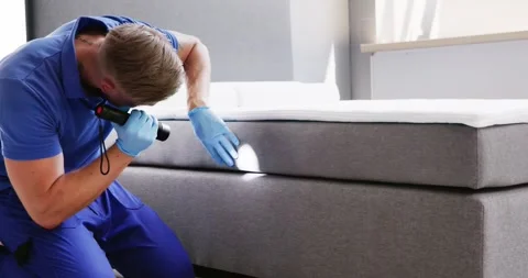 Bed Bug Infestation And Treatment Service Stock Footage 246570443