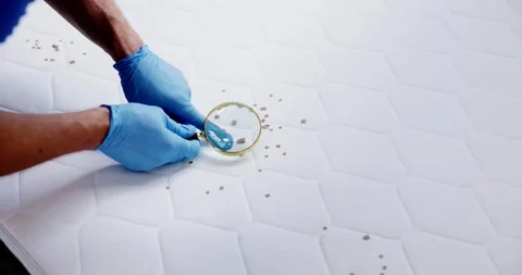 Bed Bug Infestation And Treatment Service Stock Footage 246570468