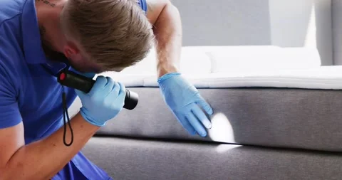 Bed Bug Infestation And Treatment Service Stock Footage 246571079