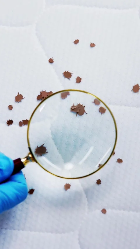 Bed Bug Infestation And Treatment Service Stock Footage 246571183