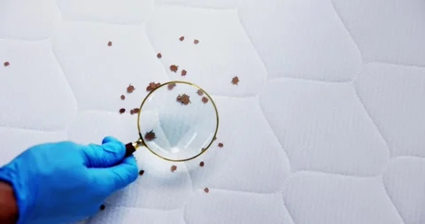 Bed Bug Infestation And Treatment Service Stock Footage 246833364