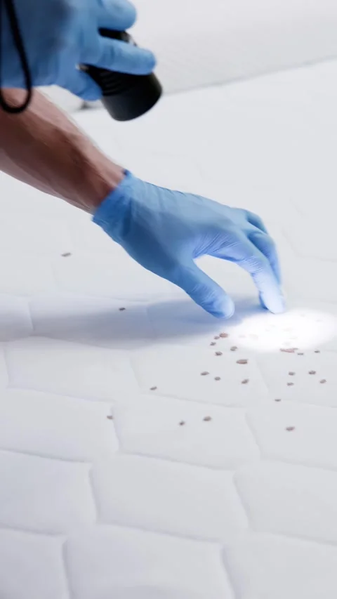 Bed Bug Infestation And Treatment Service Stock Footage 246834384