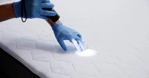 Bed Bug Infestation And Treatment Service Stock Footage 248105678