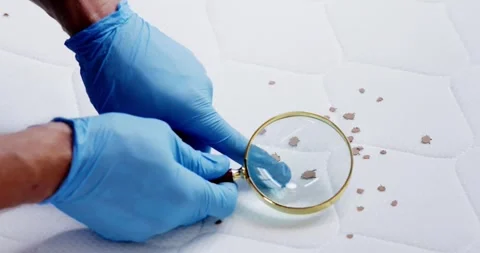 Bed Bug Infestation And Treatment Service Stock Footage 248107718