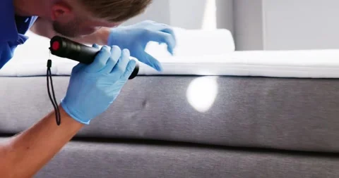 Bed Bug Infestation And Treatment Service Stock Footage 248714642