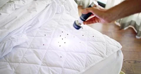 Bed Bug Infestation And Treatment Service Stock Photos