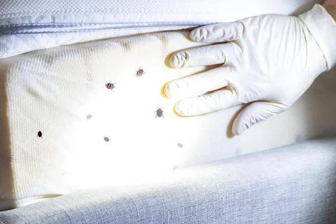 Bed Bug Infestation And Treatment Service. Bugs Extermination Stock Photos