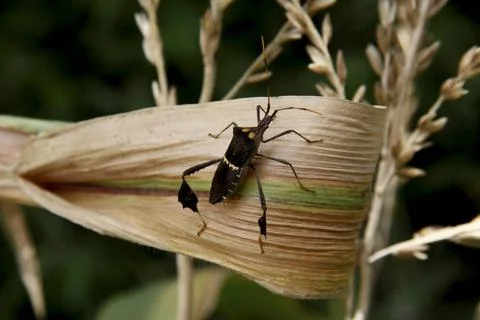  bed bug infestation conde, bahia / brazil - october 6, 2013: corn plantat... Stock Photos