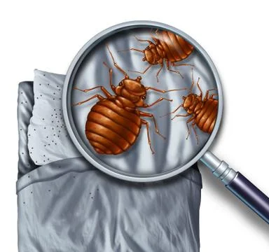 Bed Bug Infestation Stock-Illustration