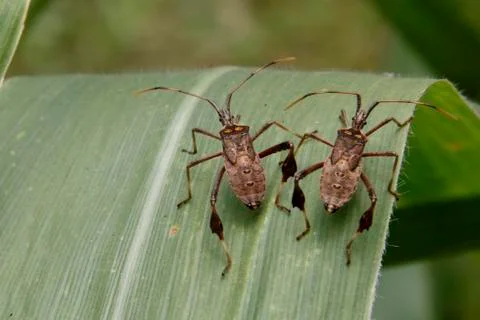 Bed bug infestation Stock Photos