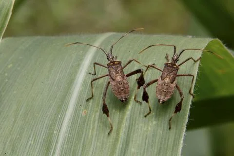 Bed bug infestation Stock Photos