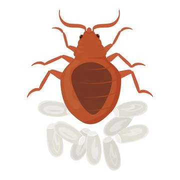 Bed Bug Laying Eggs, Pest Control and Infestation Stock Illustration