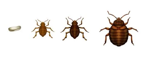 Bed bug life cycle - Cimex lectularius Stock Illustration