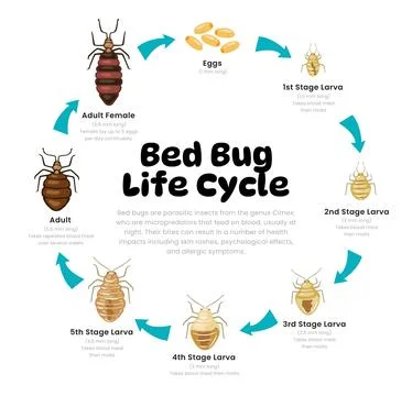 Bed Bug Life Cycle Diagram for Science Education development process scheme.. Stock Illustration