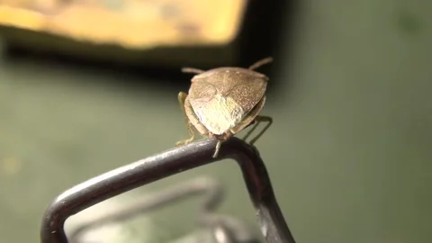 Bed bug MACRO Stock Footage 201998356