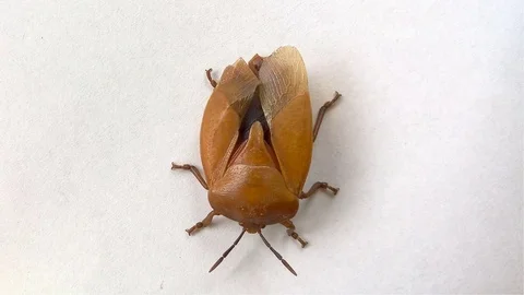 Bed bug or chinch on a white background Stock Footage 75743484
