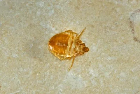 Bed bug skin Stock Photos