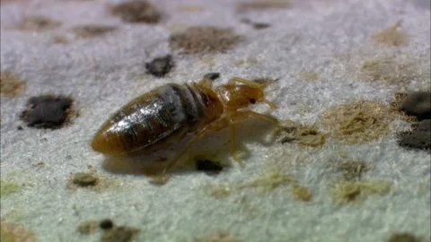 Bed bug on stained mattress Video stock 95600447