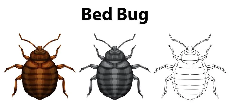 Bed bug in three sketches Stock Illustration