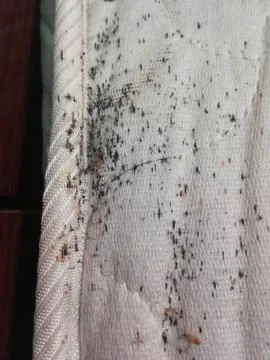 Bed bug tracks. Foto stock