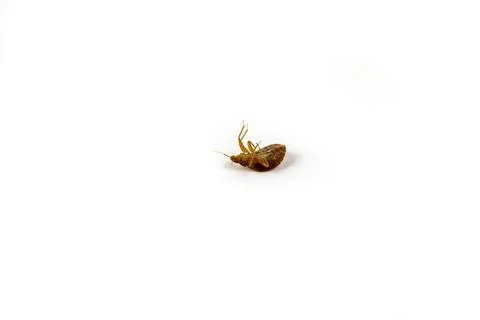 Bed bug upside down still and quiet isolated on white surface Stock Photos