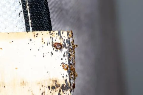 Bed Bugs, babies, and eggs and bed bug signs on bed slates Stock Photos