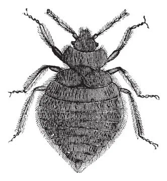 Bed bugs (Cimex lectularius) or Cimicidae, vintage engraved illustration. Bed Stock Illustration