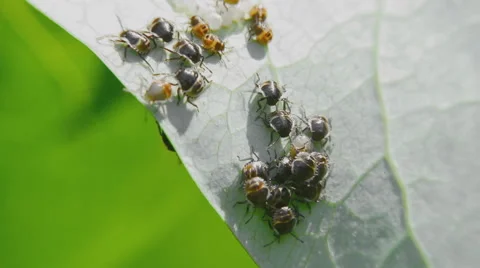 Bed bugs crawling on green leaf. Macro Stock Footage 68537865