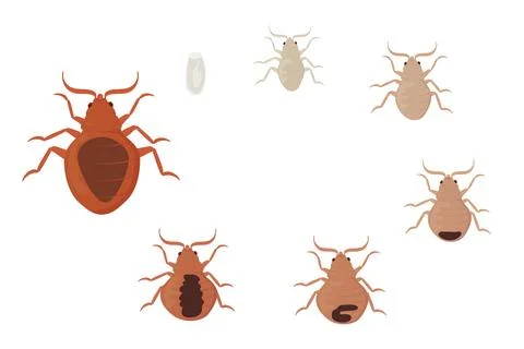 Bed Bugs Life Cycle, Different Stages of Development Stockillustratie