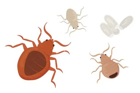 Bed Bugs Life Cycle Stages from Nymph to Adult with Eggs Stock Illustration