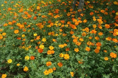 Bed of Buoyant Cosmos Stock Photos