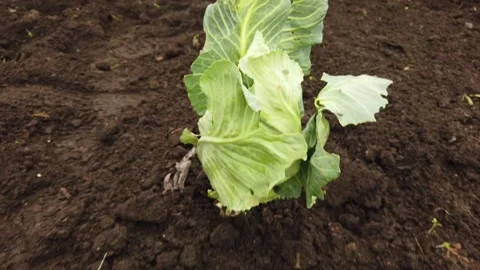 A bed with cabbage. The passage of the camera along the vegetables. Stock Footage 219625955