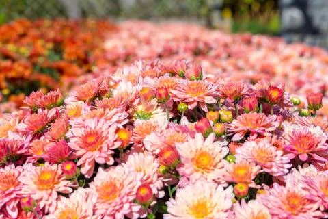 Bed of Chrysanthemums Foto stock