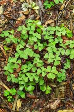 Bed of Clovers Stock Photos