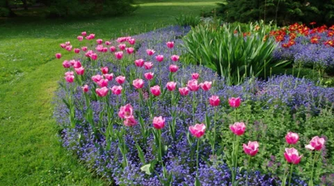 Bed of colorful tulips Stock Footage 37678027