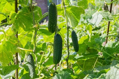 The bed of cucumbers in the open air. Cucumbers in a garden Foto stock