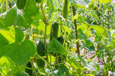 The bed of cucumbers in the open air. Cucumbers in a garden Foto stock