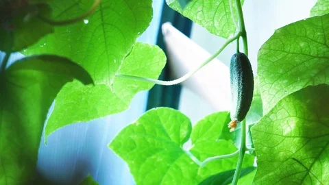 Bed of cucumbers at sunset. Plants without GMOs. Vegetarians food. Square Stock Footage 115767277