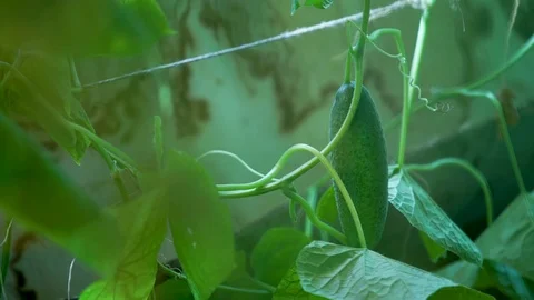 Bed of cucumbers at sunset. Plants without GMOs. Vegetarians food. Square Stock Footage 115767325