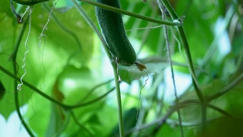 Bed of cucumbers at sunset. Plants without GMOs. Vegetarians food. Square Video stock 115767391