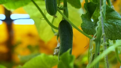 Bed of cucumbers at sunset. Plants without GMOs. Vegetarians food. Square Stock Footage 115767577